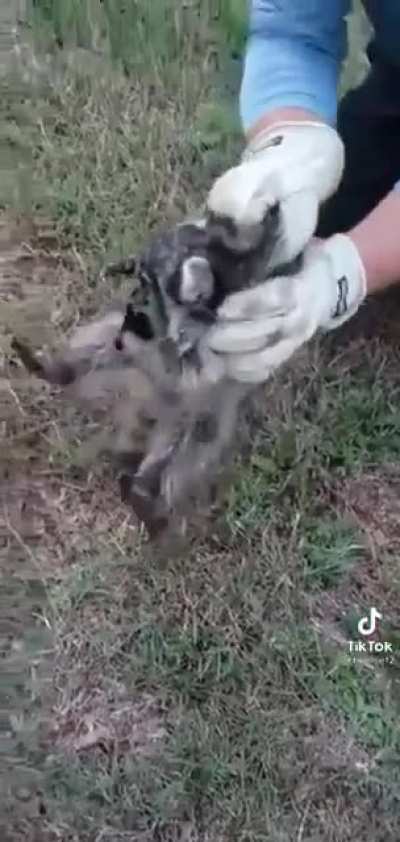 Wholesome baby raccoon