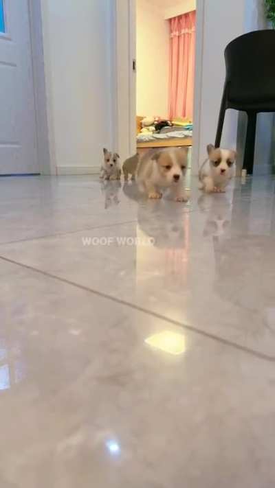 there's nothing cuter than cute little Corgi puppies