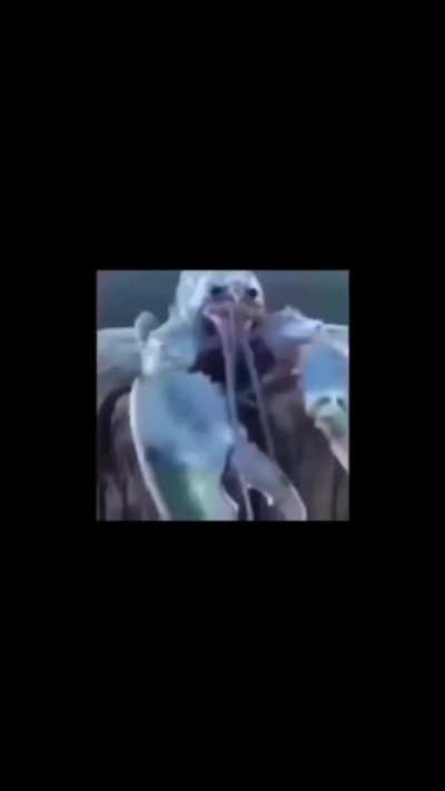 BeelcitosMemes - Video #4686