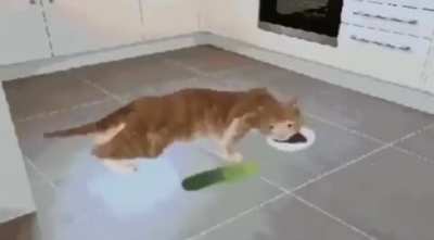 Catto