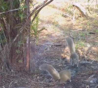 Wild animals freak out at mirror