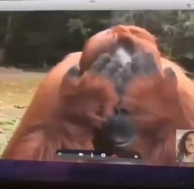Monke