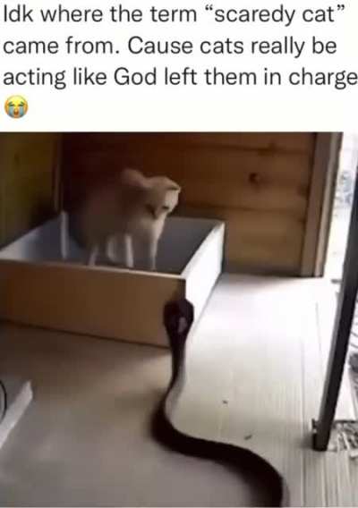 Cat Lvl 100