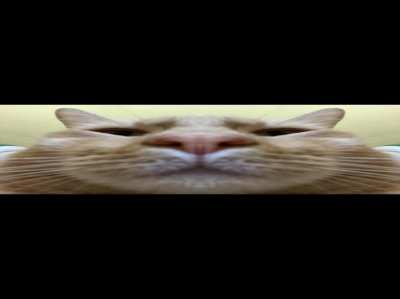 cursed_squish