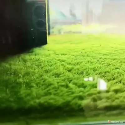Perfect algae