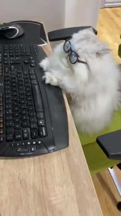 ⌨️🖥️ котенька гуглит ⌨️🖥️