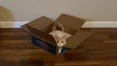 This is Dipper. He&rsquo;s a rescue. And he never stops yelling.