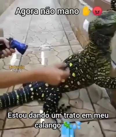 calango