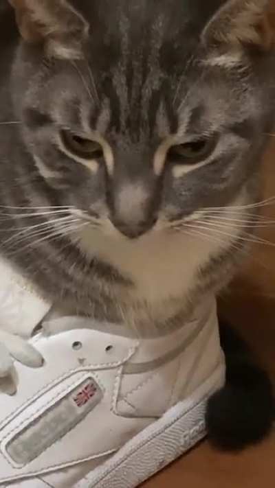 Let me introduce you to my shoe cat, Noki