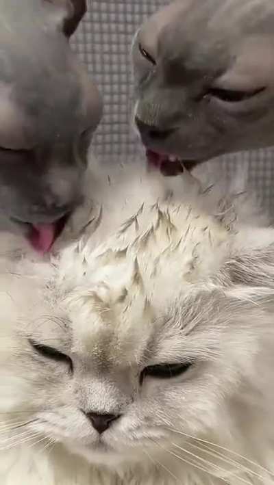 We got you, hairy boy.