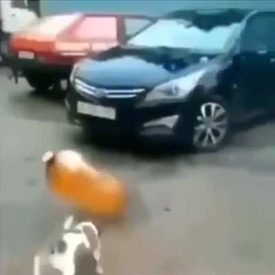 Poor dog