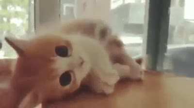 K&iuml;tt.