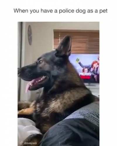 A good boi