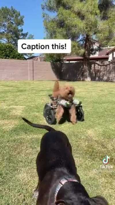 Wish I had that dogs energy