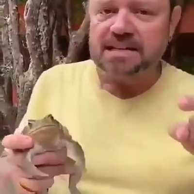Um sapo