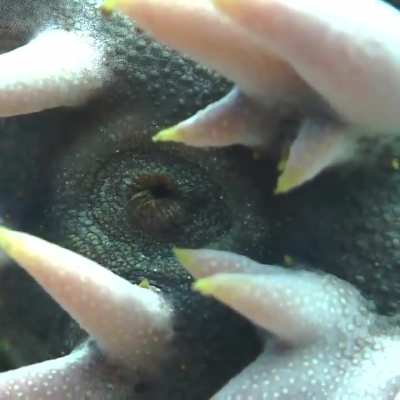pineapple sea cucumber