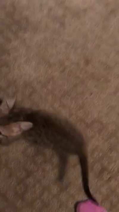Mochi says it&rsquo;s dinner time
