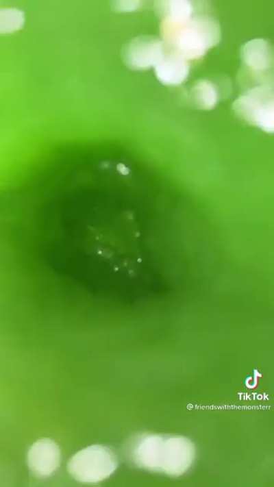One of the hashtags on this was #yodabussy, end my suffering