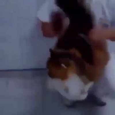 Bts = Bangarang Tanga Saracatunga