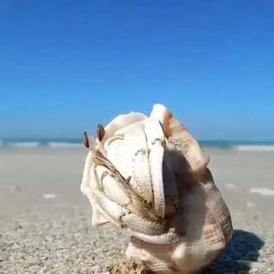 Hermit crabs have soft, exposed abdomens. This leaves them vulnerable to predators. To protect themselves, hermit crabs search for abandoned shells &mdash; usually sea snail shells. When they find one that fits, they tuck themselves inside it for protection and
