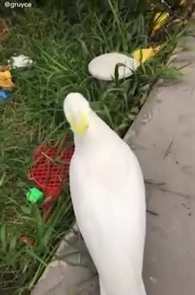 screm