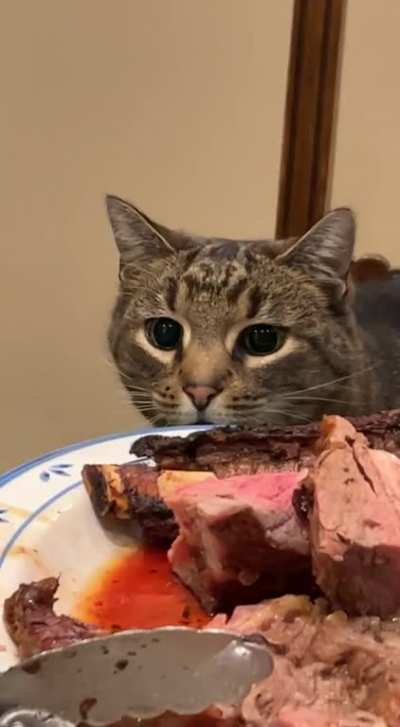 Curious cat