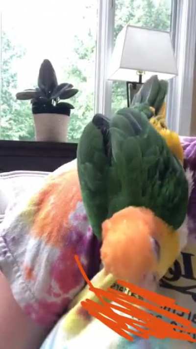 Single caique surfing party
