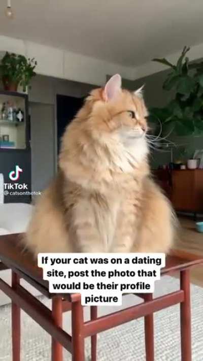 Tinder cat