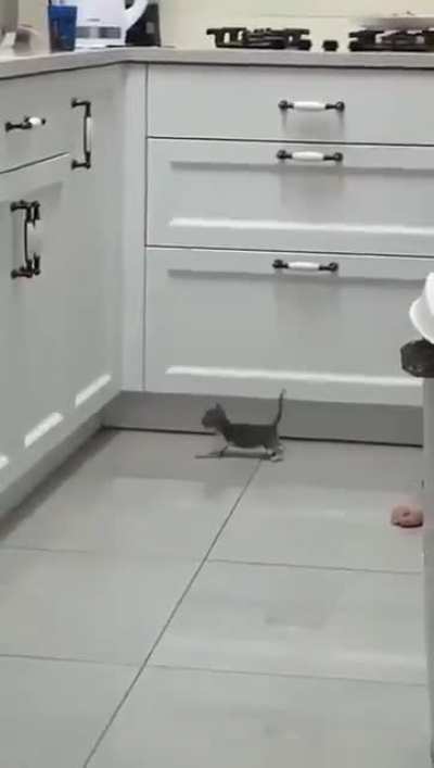 The world's most adorable attempt