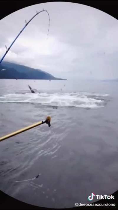 A whole pod of whales coming up to breathe at the same time