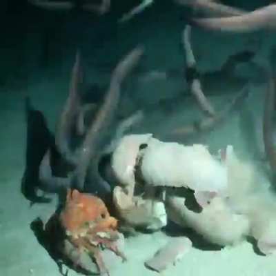 What happens to things that die in the Ocean.