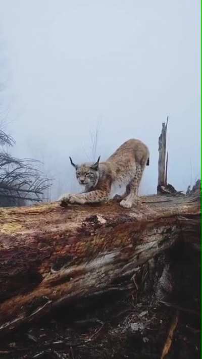 Котик