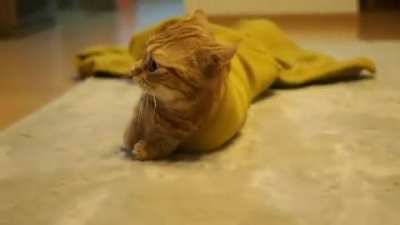 I am become... Catsnake.