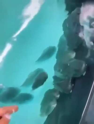 What kind of fish is this?