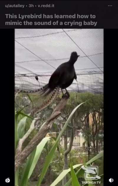 bird