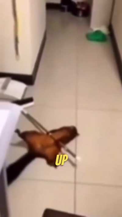 Squirrel fakes it&rsquo;s own death and stages a crime scene