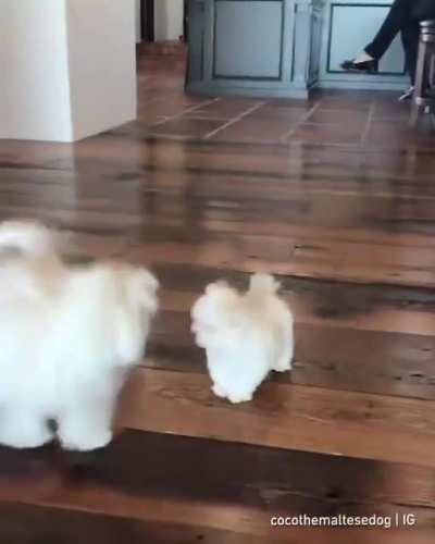 no touchy tha doggo