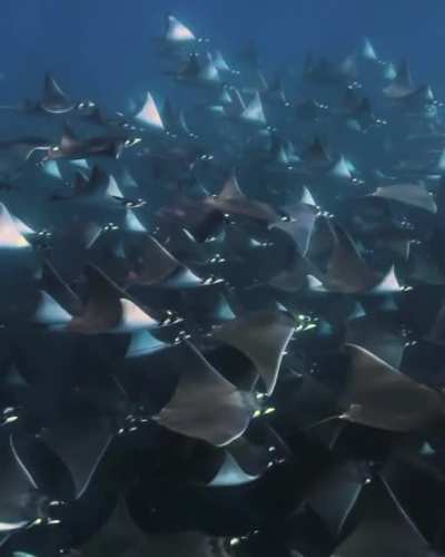 Mobula "flying" through the ocean