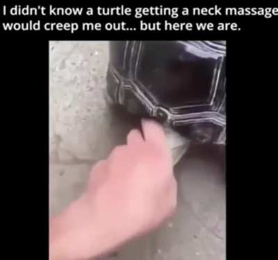 Cute turtle getting a message