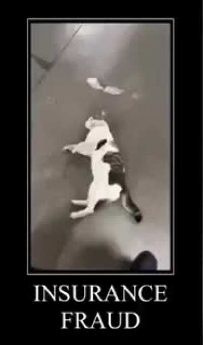 Cat teaches you how to perform insurance fraud