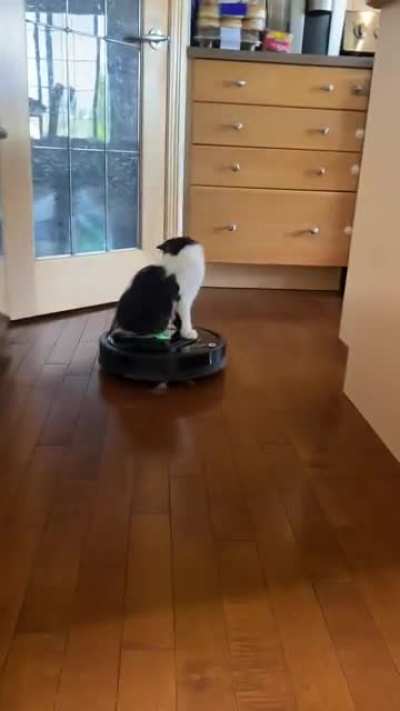 This is Louie, he turns on the robot vacuum and rides it around when he&rsquo;s bored!