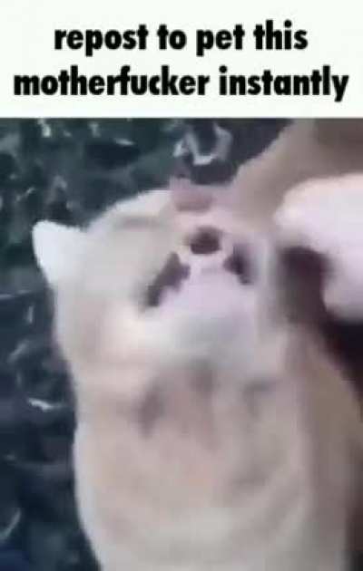 I just Wana pet this mf