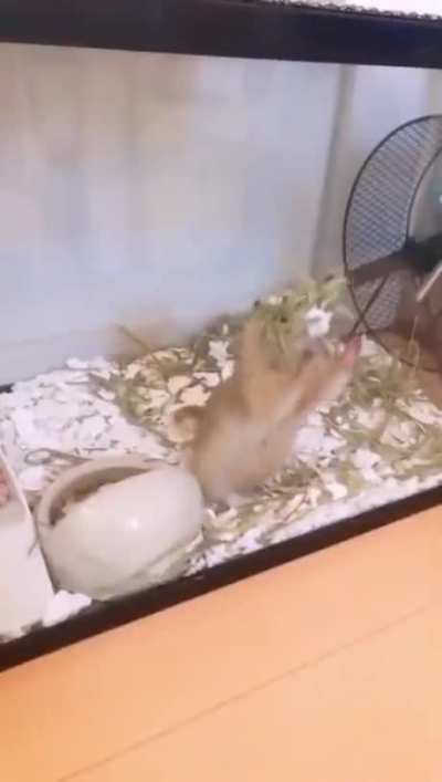 Doing a back flip and applauding itself