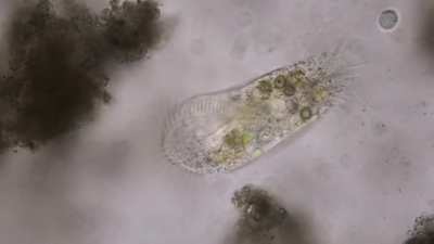 Euglenoid digs out of ciliate trying to digest it