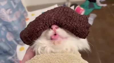 My cat got a cold and the vet recommended a warm compress for his eyes. I think he&rsquo;s enjoying his spa time.