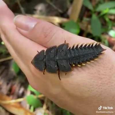 Not OC but I just found out that trilobite beetles exist and thought I&rsquo;d share