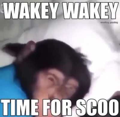 Time for scoo