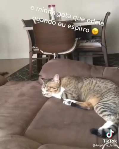 ela n&atilde;o gosta de espirros