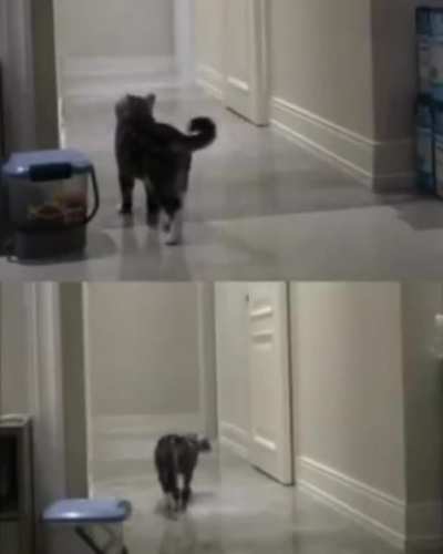 Gato triste