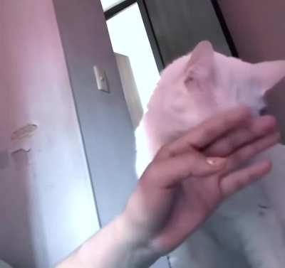 No I am evil kitty